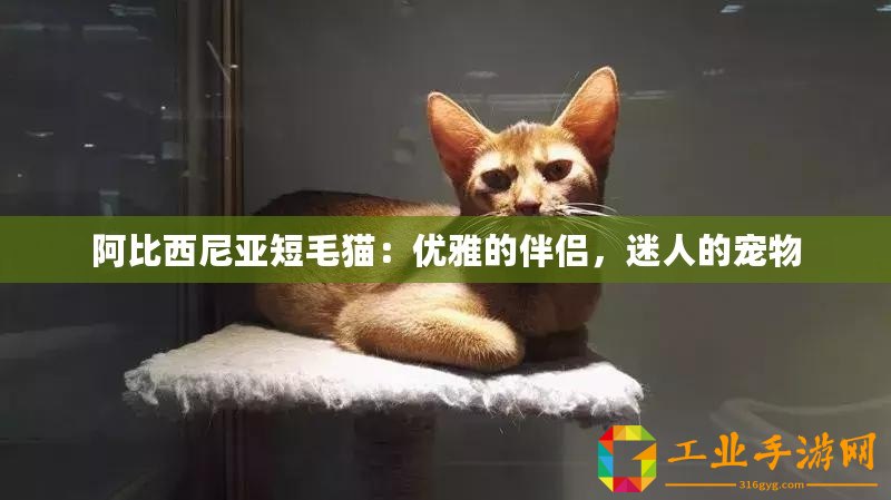 阿比西尼亞短毛貓：優(yōu)雅的伴侶，迷人的寵物