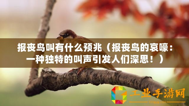 報喪鳥叫有什么預兆（報喪鳥的哀嚎：一種獨特的叫聲引發人們深思！）
